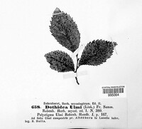 Dothidella ulmi image